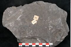 Foto (Detailansicht) von Senftenbergia crenata Lindl. et H. (NHMW-GEO-2024-0188-10948)